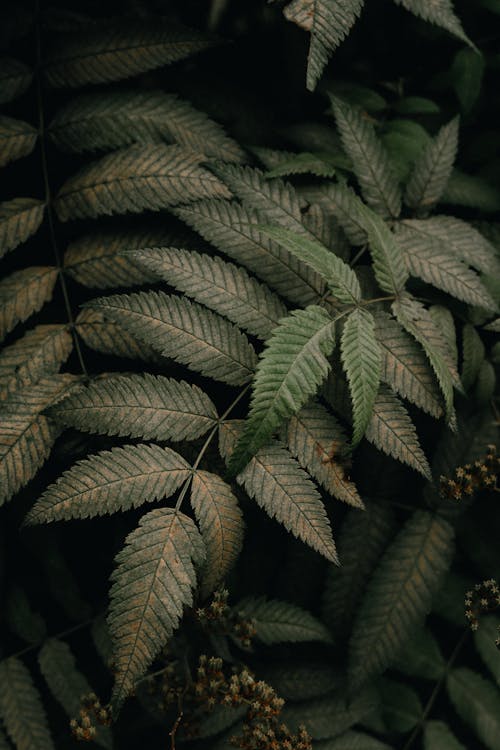 Photo of Green Leaves