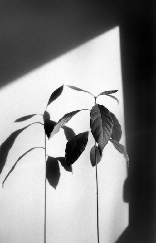Black and White Photo of Avocado Plant