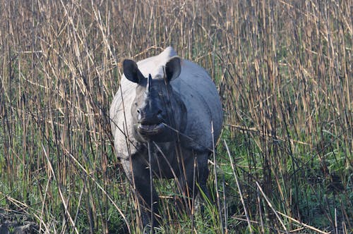 Free stock photo of rhinoceros, teasing
