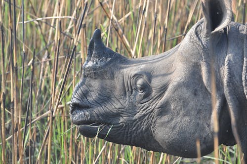 Free stock photo of rhinoceros