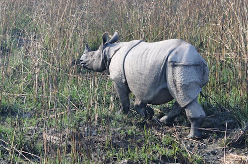Photos gratuites de rhinocéros, rhinocéros blindé