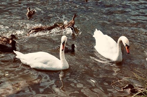 Photo of Swans and Ducks Swimming
