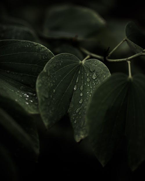 Free Close-Up Photo of Dark Green Leaves with Water Droplets Stock Photo
