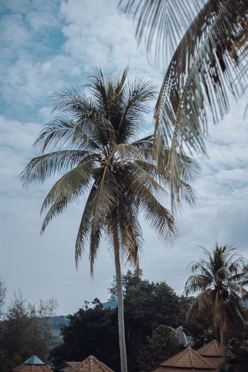 Free Scenic view of a lush palm tree towering against a blue sky, epitomizing tropical Thailand. Stock Photo