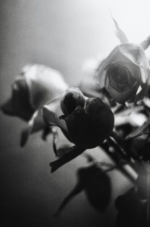 Free Black and White Photograph of Roses Stock Photo