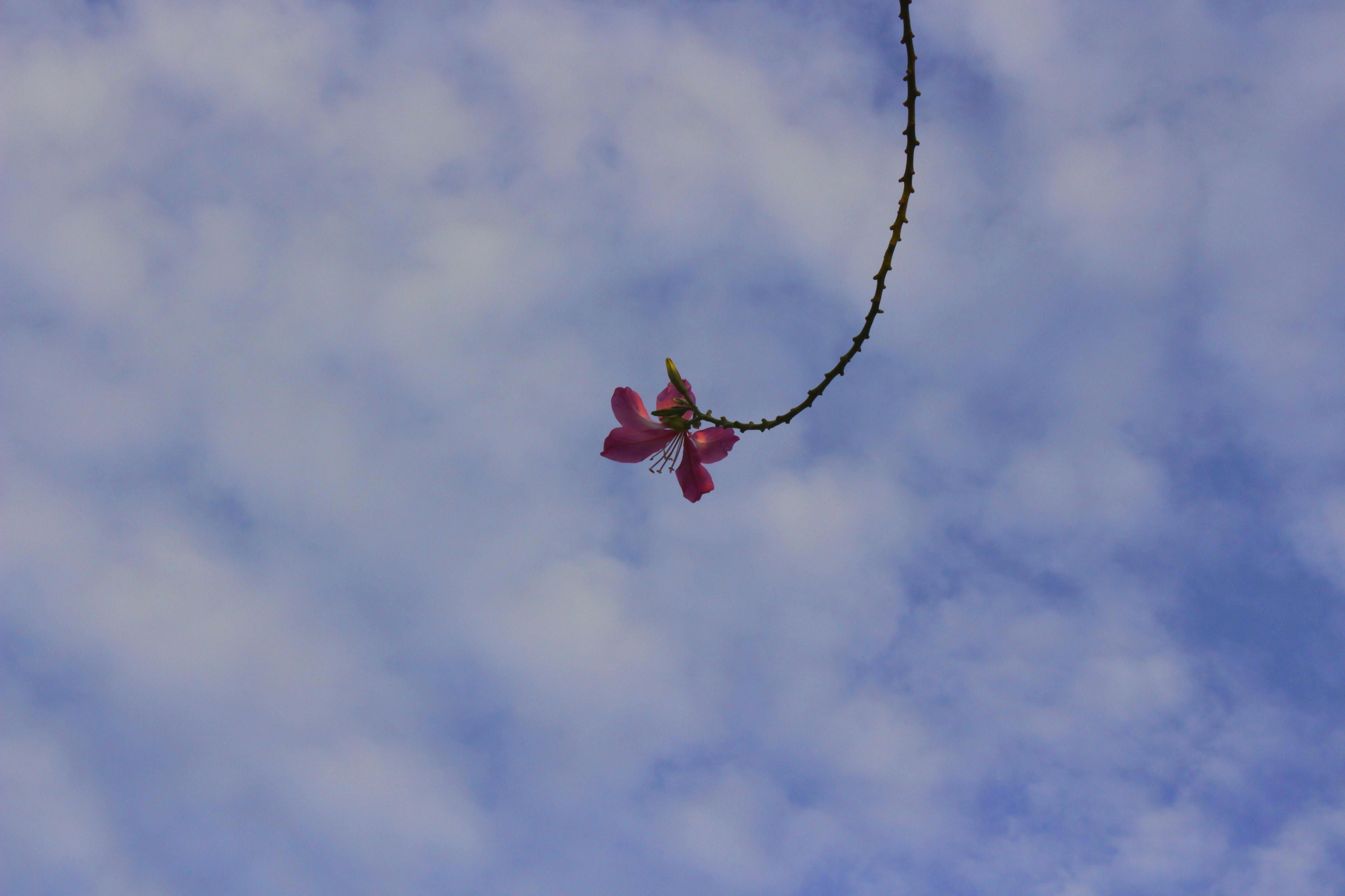 Free stock photo of blue sky, flower, minimalism