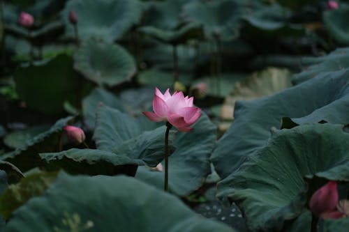 Gratis arkivbilde med blomsterfotografering, grønne blader, lotus