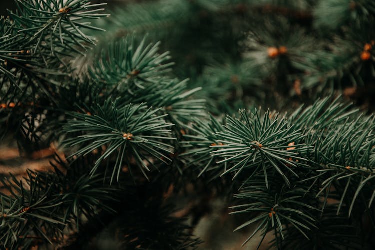 Photography Of Green Pine Tree