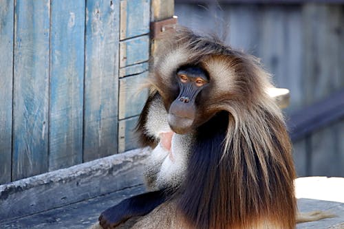 Foto stok gratis babon gelada, berbulu, cute