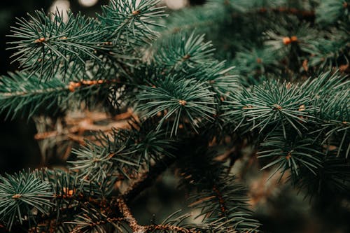 Close Up Foto Van Groene Pijnboom