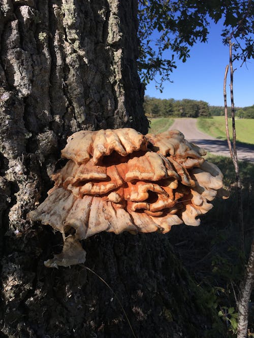 Kostnadsfri bild av ek, landskap bakgrund, ljus och skugga