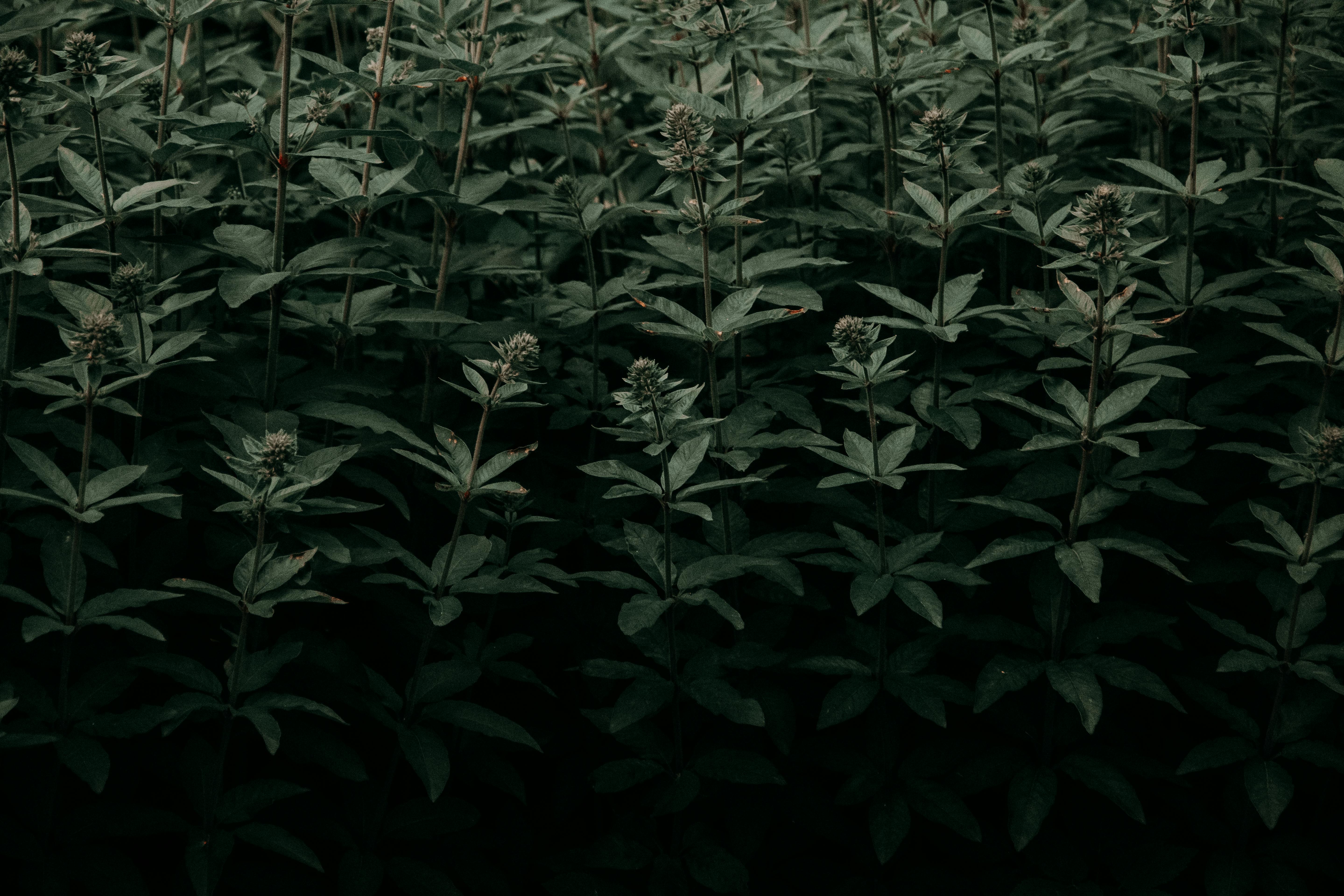 黑暗的树叶和纹理营造出一个充满喜怒无常氛围的抽象自然场景