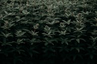黑暗的树叶和纹理营造出一个充满喜怒无常氛围的抽象自然场景