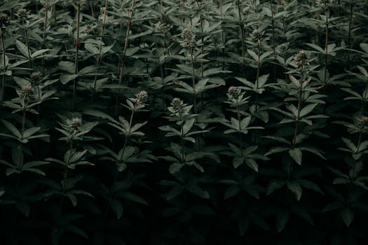 黑暗的树叶和纹理营造出一个充满喜怒无常氛围的抽象自然场景