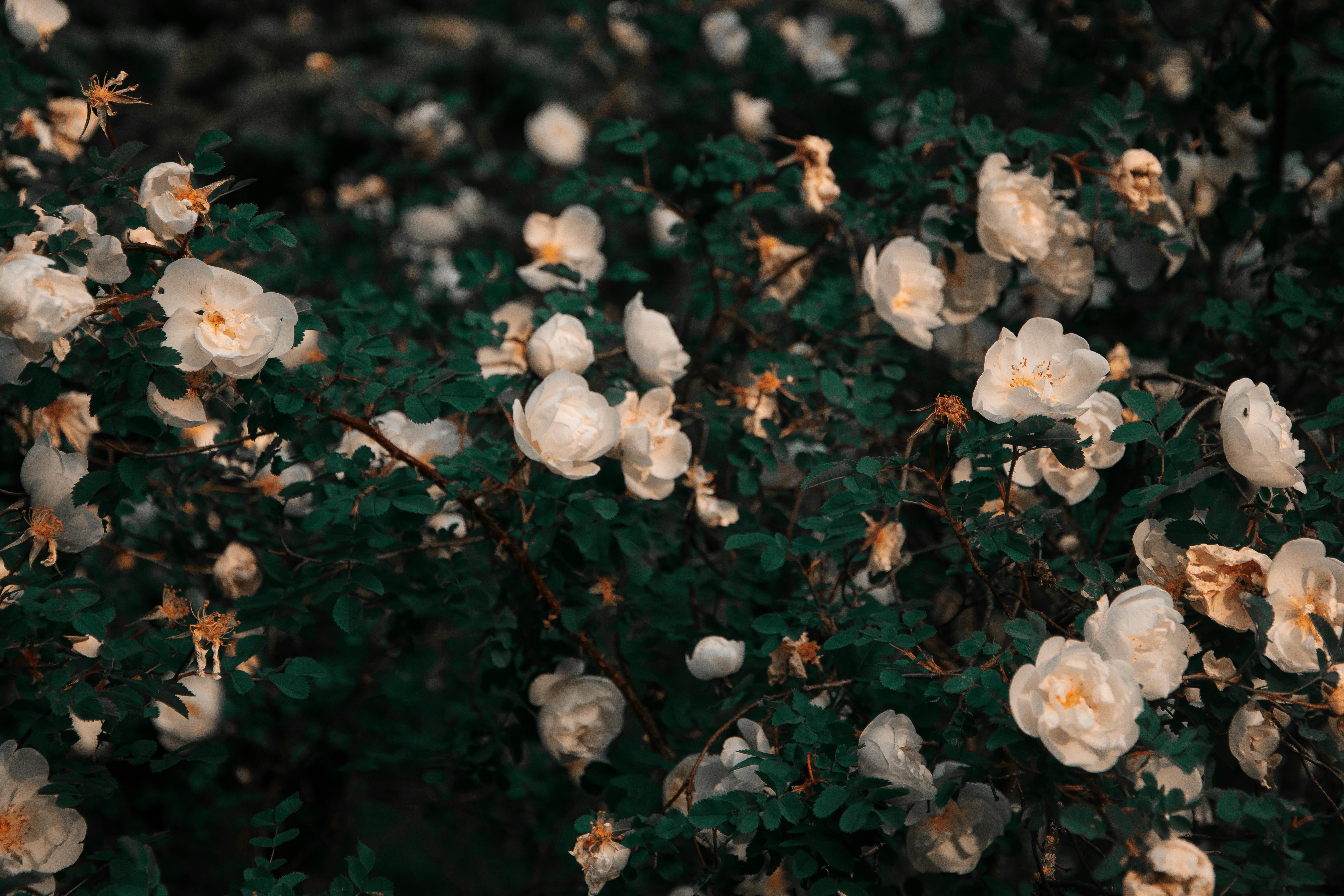 white petaled flowers