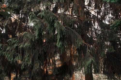 Foto Van Groene Boom