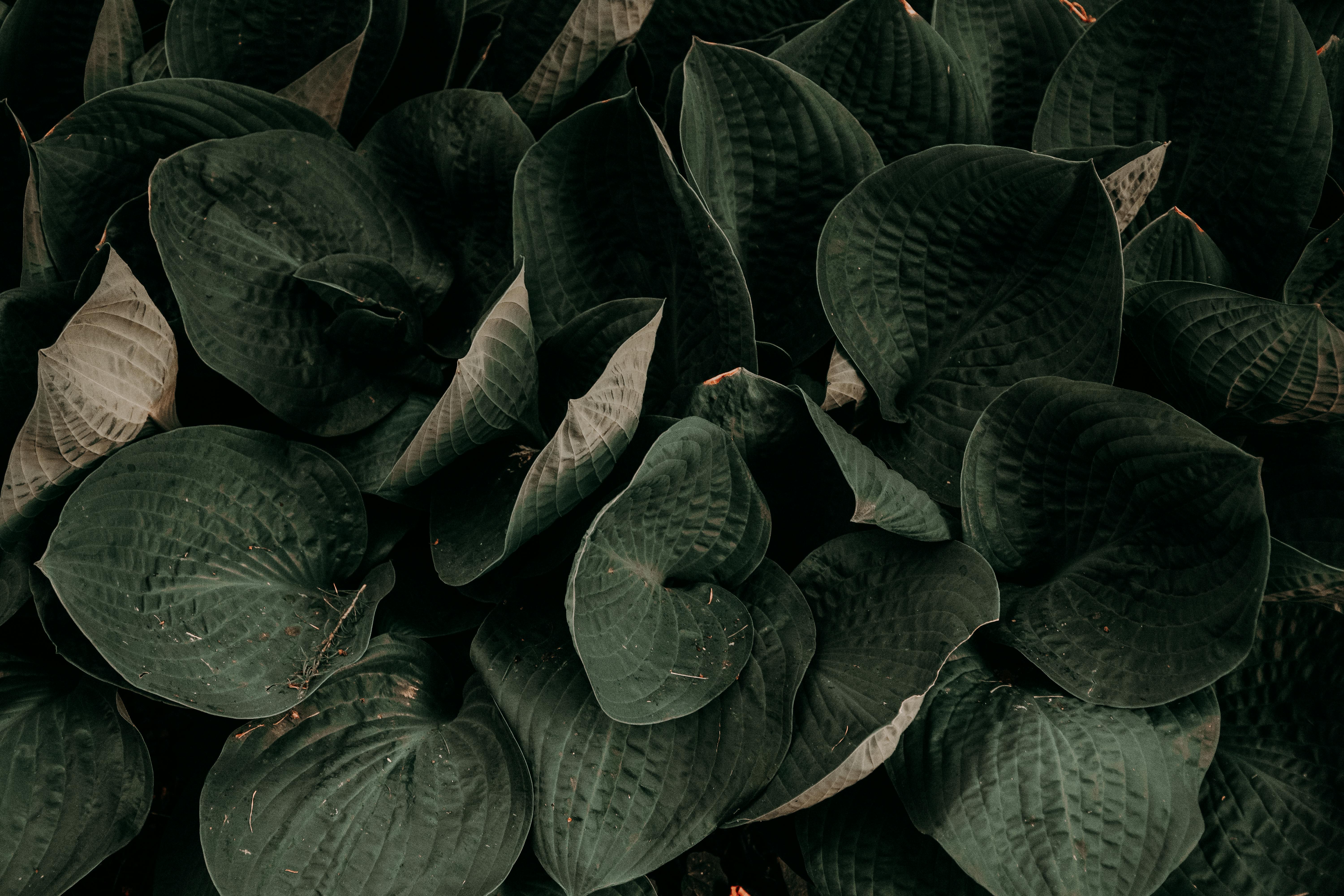 Dark Green Leaves Photos Download The BEST Free Dark Green Leaves Stock  Photos  HD Images