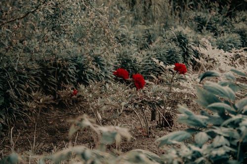 Bunga Petaled Merah
