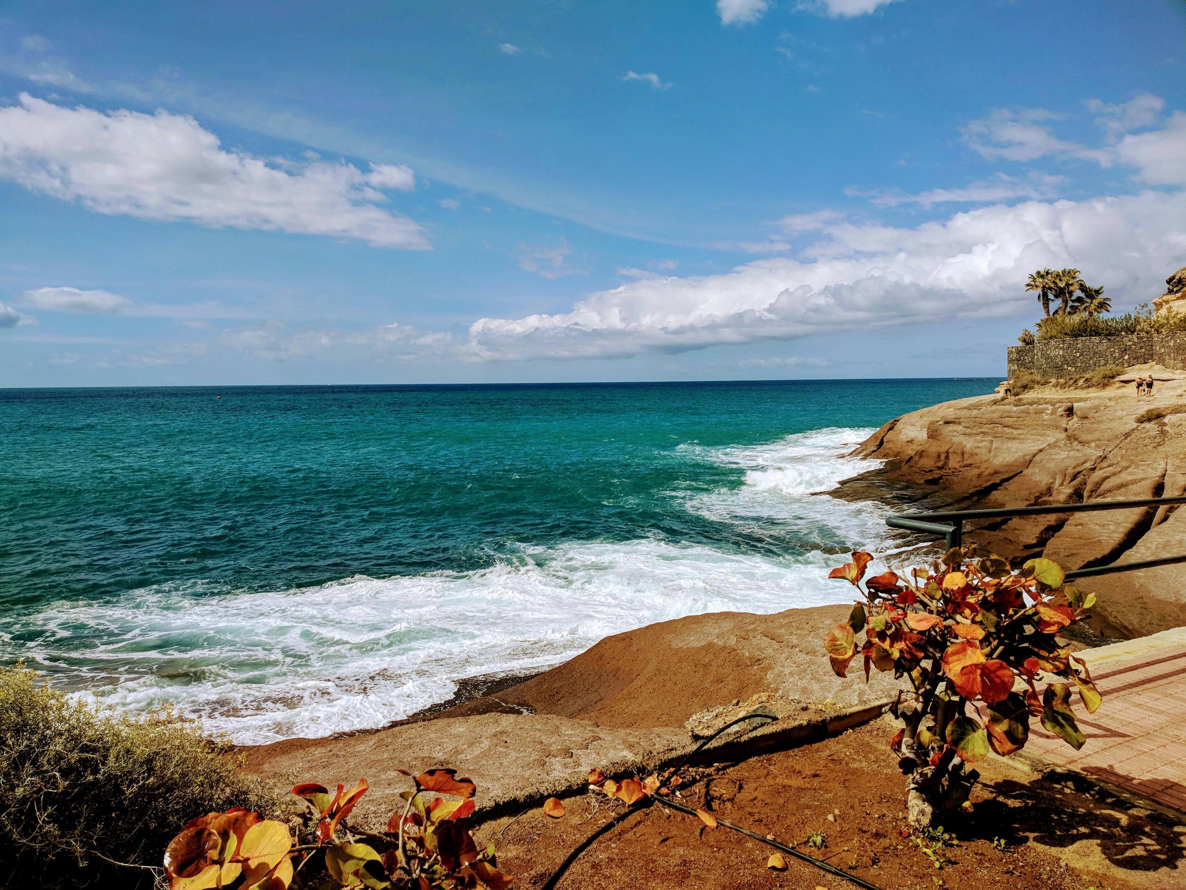 Free stock photo of beach, coast, flora