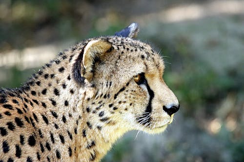 Cheetah in Closeup Photography