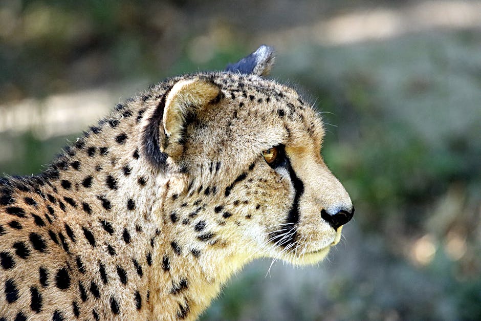 Cheetah in Closeup Photography