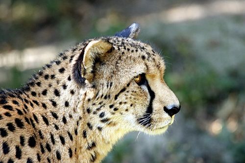 Free Detailed side view of a cheetah showcasing its spots and beauty in natural habitat. Stock Photo