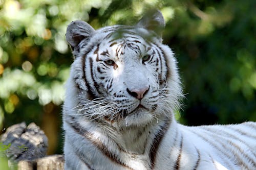 White Tiger in Close-up Photography