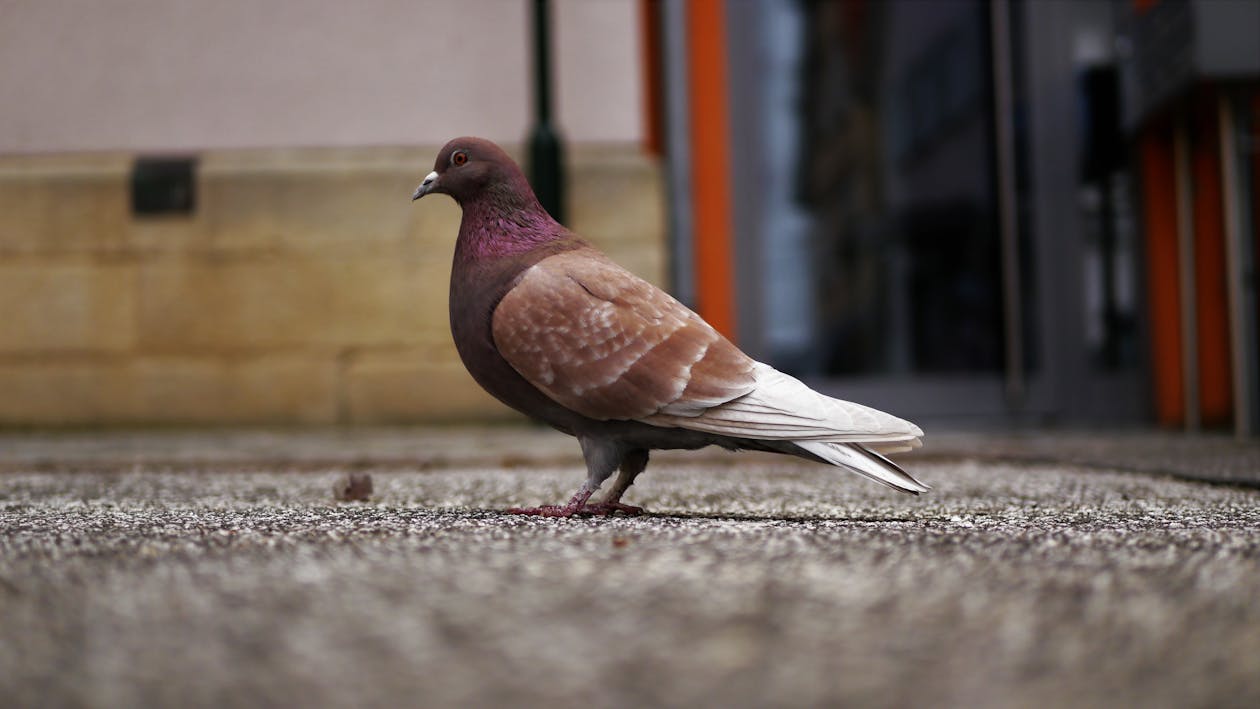 Selective Focus Photo of Gray and Purple Pigeon