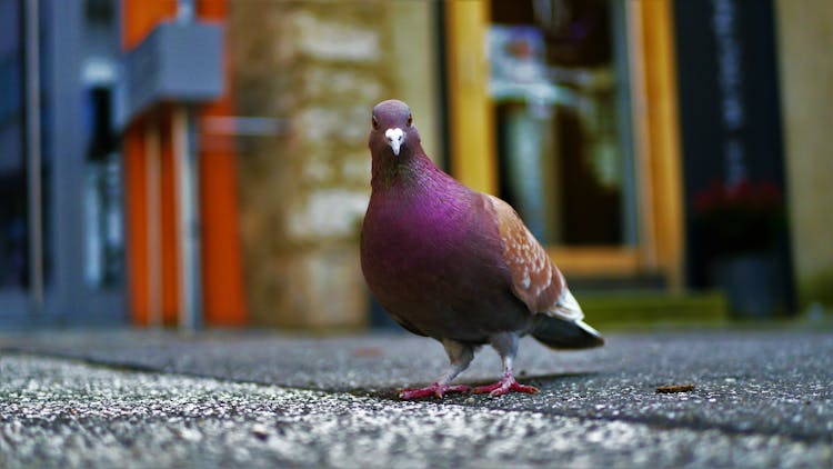 Purple Pigeon Standing On Black Concrete Surface