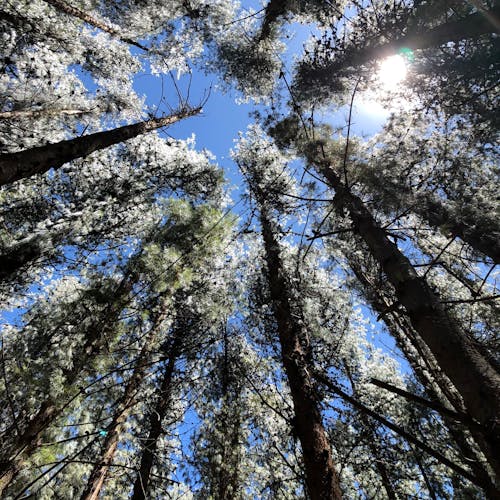 бесплатная вид из под тени деревьев под ясным голубым небом Стоковое фото