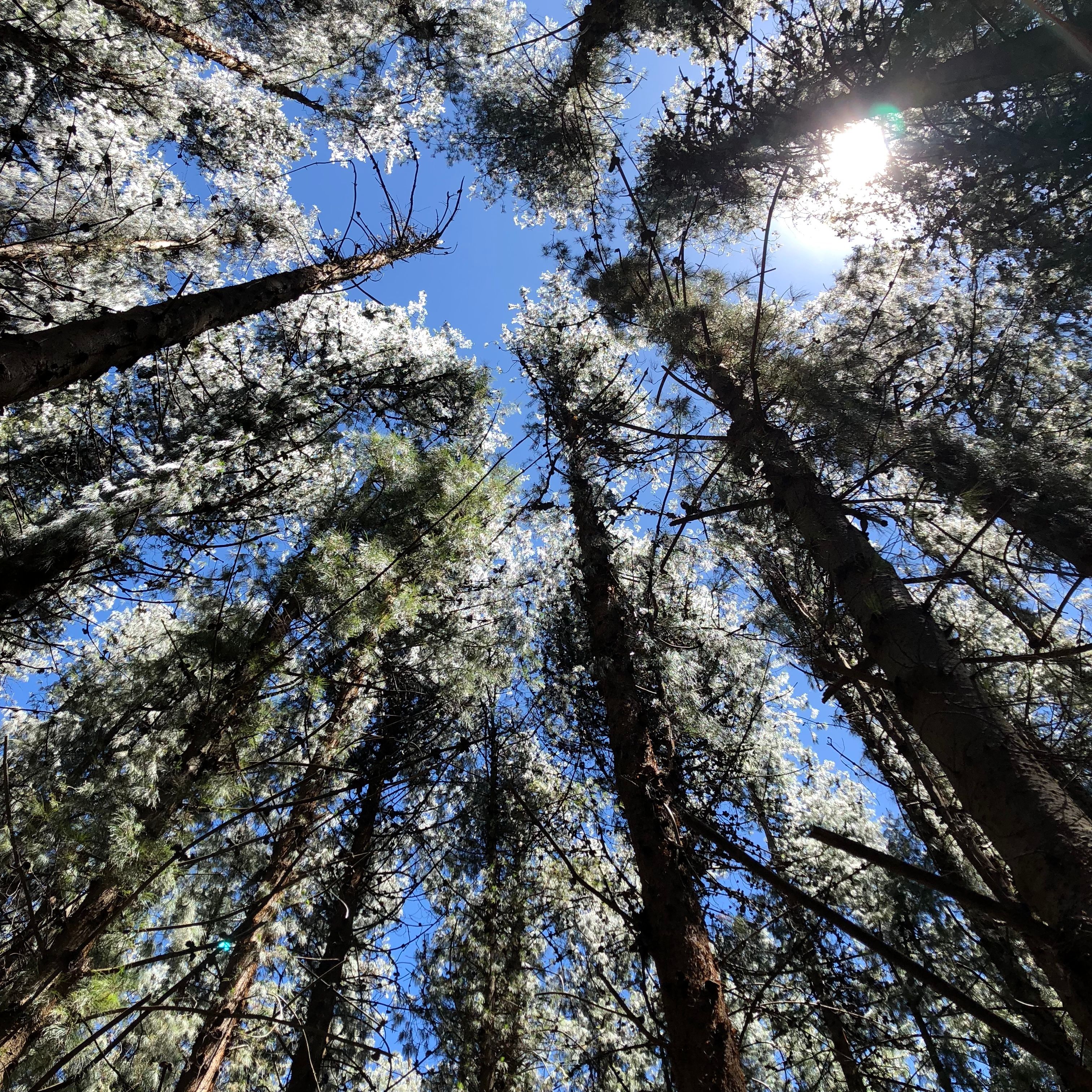View from Under the Shade of Trees Under Clear Blue Sky · Free Stock Photo