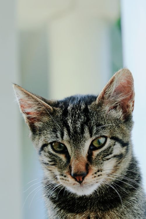 Free Intimate close-up portrait of a tabby cat with a softly blurred background highlighting its striking features. Stock Photo