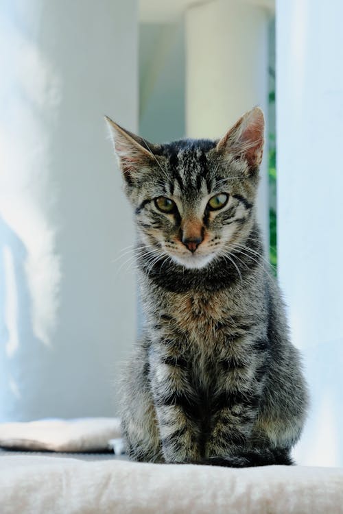 Foto d'estoc gratuïta de adorable, animal, bigoti