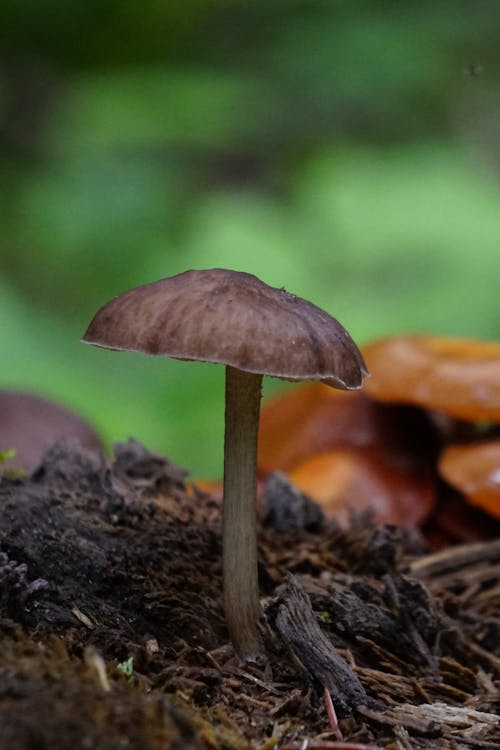 Brown Mushroom on Dirt Ground