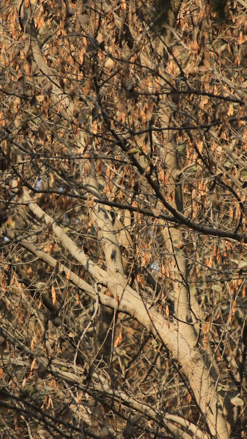 Gratis lagerfoto af efterår, falde, natur