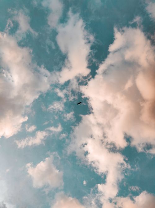 Free A bird flying high in a vast cloudy sky, capturing freedom against a backdrop of soft clouds. Stock Photo