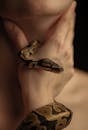 Brown and Black Snake on Persons Hand
