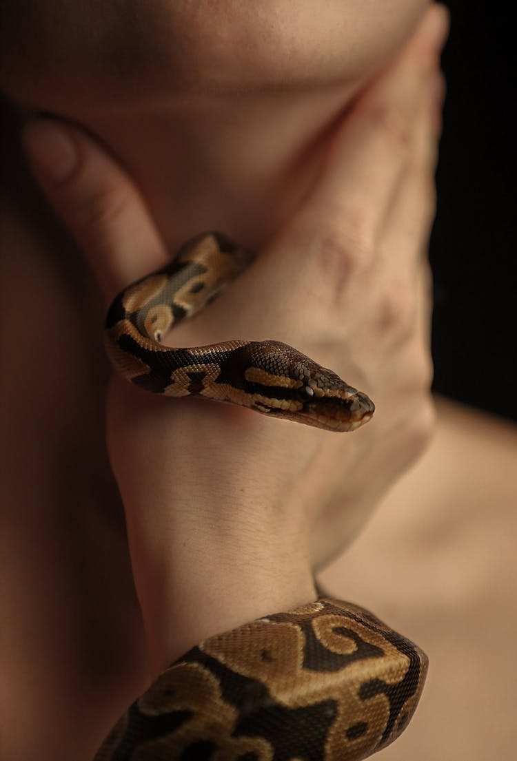 Brown And Black Snake On Persons Hand