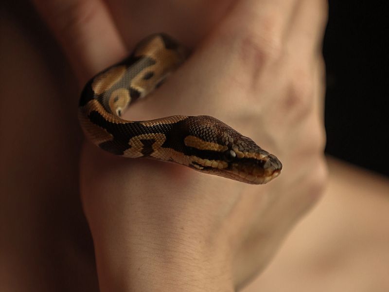 Ball Python — Pastel Yellow Belly female, CB 2024
