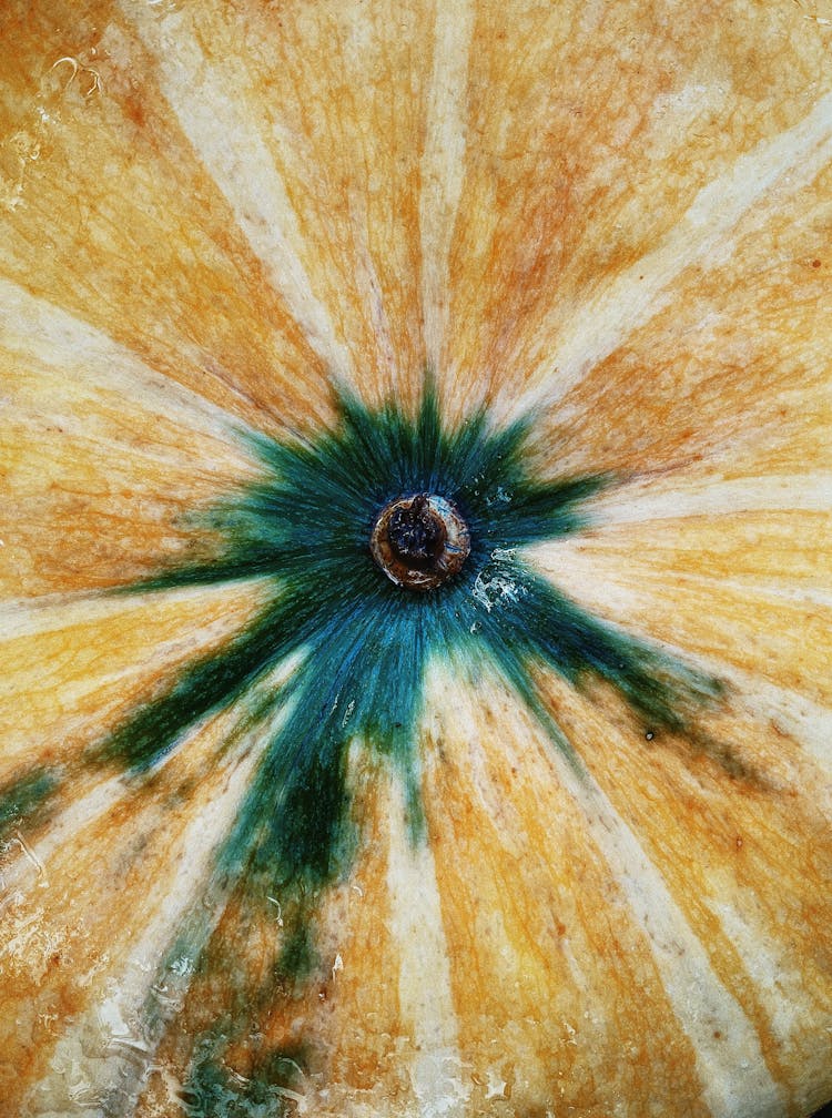 Microscopic View Of Pumpkin With Stem Cut Off