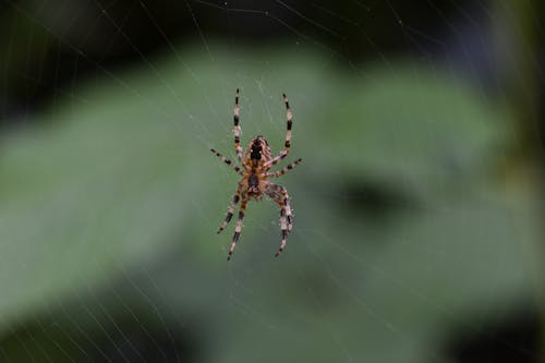 Free stock photo of cobweb, creature, dark background