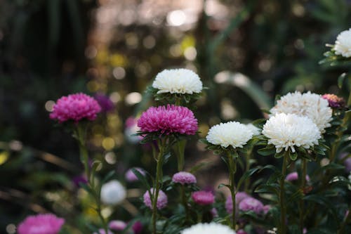 Free Purple and White Flowers Blooming Stock Photo