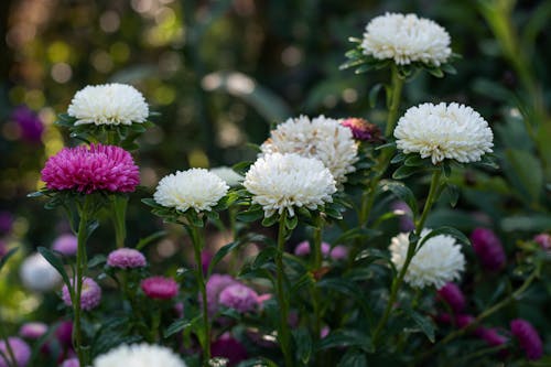 Peony Flowers Blooming