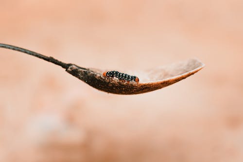 Free Black Caterpillar on Dried Brown Leaf  Stock Photo