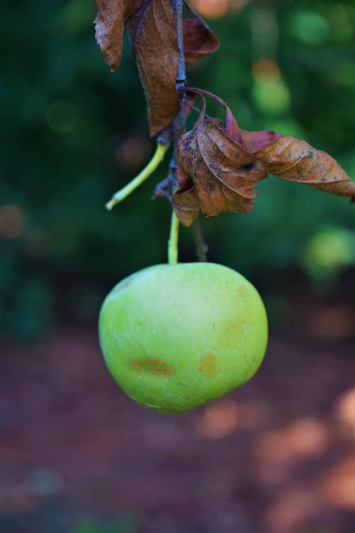Gratis lagerfoto af æble, æbleplukning, æbletræ