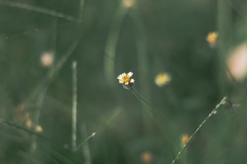 Free A close-up shot of a delicate wildflower amidst the lush green wilderness in Brazil. Stock Photo