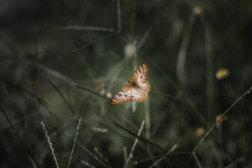 Foto d'estoc gratuïta de a l'aire lliure, ales, antenes