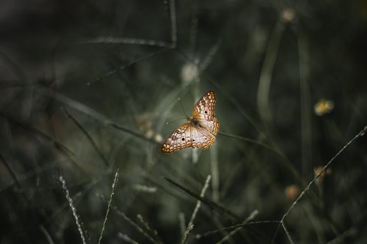 Butterfly Flying Over Green Grass