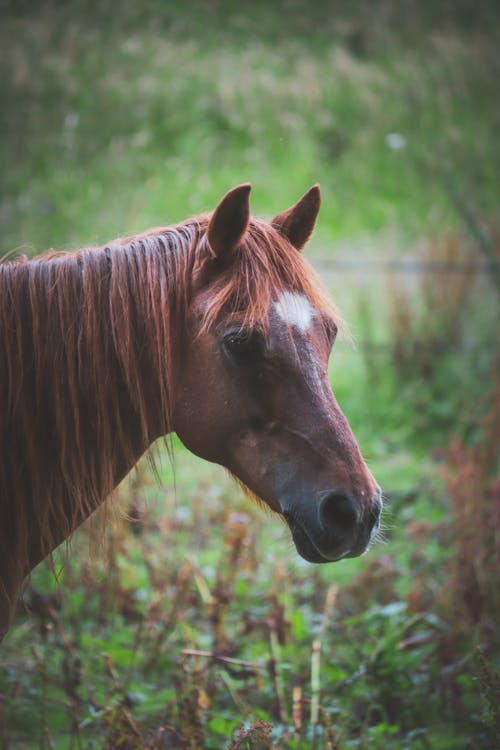 Portrait of a Chestnut Horse