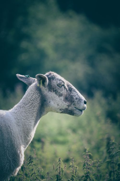 Free Close-up shot of a sheep in a rural field. Peaceful countryside atmosphere. Stock Photo